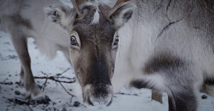 Tio samproduktioner på Tromsø International Film Festival